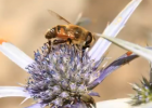 Vegetación y flora de Cantabria y Asturias | Recurso educativo 44383