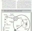 Terapia Génica | Recurso educativo 19893