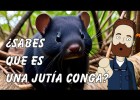 Descubre el misterio de la Jutía Conga | Recurso educativo 7902777