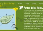 Las plantas | Recurso educativo 35207