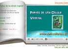 Partes de la célula vegetal | Recurso educativo 36223