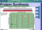 Video: Protein Synthesis | Recurso educativo 39940