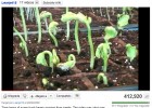 Crecimiento de una planta | Recurso educativo 40922