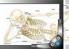 El Sistema Óseo | Recurso educativo 41363