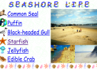 Seashore life | Recurso educativo 42351