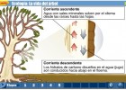 La vida del Árbol | Recurso educativo 43254