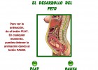 Desarrollo del feto | Recurso educativo 43263