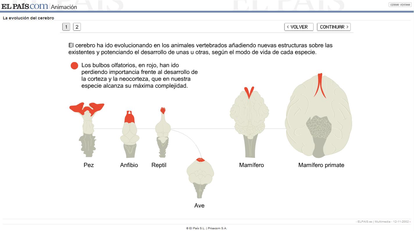 La evolución del cerebro | Recurso educativo 43378