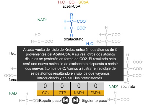 El cicle de Krebs | Recurso educativo 47280