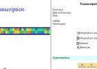 La transcricpció | Recurso educativo 49468