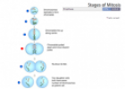 Quiz: Stages of mitosis | Recurso educativo 59869