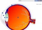 Quiz: The eye | Recurso educativo 59961