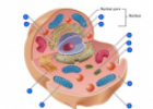 Quiz: Animal cell | Recurso educativo 59966