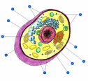 This animal cell needs labelling! | Recurso educativo 60319