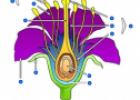 Parts of a flower | Recurso educativo 61490