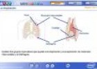 La respiración | Recurso educativo 1232