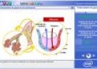 El intercambio de gases | Recurso educativo 1233