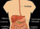 La nutrición humana para primaria | Recurso educativo 13237