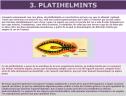 Els platihelmints | Recurso educativo 25294