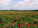 Fotografía: imagen de un paisaje del medio natural | Recurso educativo 26360