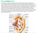 Funciones de la nutrición | Recurso educativo 6528