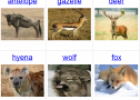 Wild animals | Recurso educativo 69696