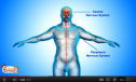 Video: The nervous system | Recurso educativo 77135