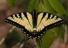 La mariposa de Austin. Una lección de excelencia educativa | Recurso educativo 115436