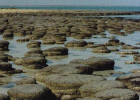 Proterozoic - Wikipedia, the free encyclopedia | Recurso educativo 741137