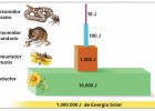 Pirámides ecológicas | Recurso educativo 742669