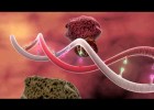 DNA Mutation | Recurso educativo 743058