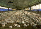 Factory Farming | Recurso educativo 754315