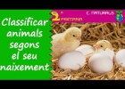 Els animals vivípars i ovípars | Recurso educativo 768548