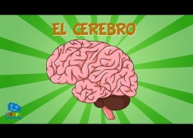 O sistema nervioso e o cerebro. | Recurso educativo 786041