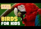 What is a bird? | Recurso educativo 729926